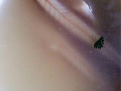 iphone_upload_pic-湿地轩