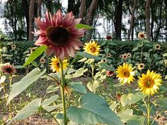 -长白岛森林公园