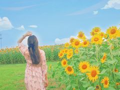 -映月湖中央公园