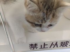 -小猫来了·猫咪专售(红山六九七九店)