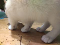 -猫色咖啡·猫咖