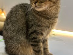 -COLOR PETS 撸猫馆·购猫·猫咖(长风大悦城店)