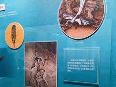 -天津自然博物馆
