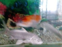 android_upload_pic-高第街56号餐厅(宝龙店)