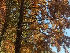 -羊亭河湿地公园