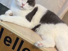 -Heymao猫咖.咖啡厅(东门店)