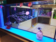 -中环花鸟鱼虫市场