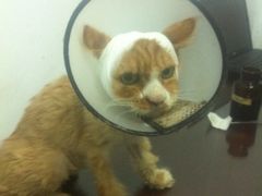 IMG_0336-中农大我爱我爱24h动物医院·中医针灸·猫专科·骨科医疗中心(双井店)
