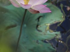 -荔湾湖公园