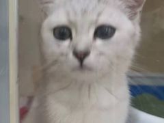 -佳雯宠物医院·皮肤科·内外科(春晓路分院)