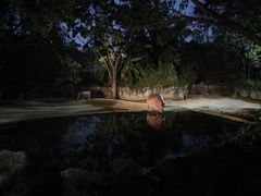-清迈夜间动物园