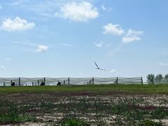 -盐城丹顶鹤湿地生态旅游区