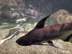 -太平洋海底世界