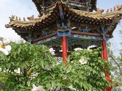 -盛世牡丹苑生态文化旅游区