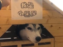 海参-Husky Go! 哈士奇体验馆·宠物咖啡厅狗咖