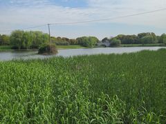 -贡湖湾湿地公园