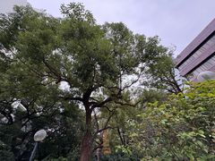 -香港大学