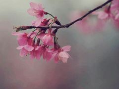 -天适樱花悠乐园
