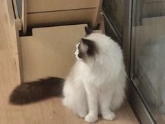 -MOYOYO猫咪咖啡店