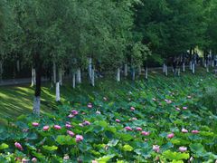 -沐仙湖湿地公园