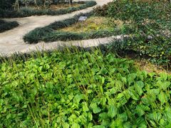 -东莞植物园