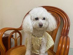 -瑞鹏宠物医院·爱宠堂·骨外专科(西荷分院)