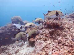 -卡帕莱度假村(西巴丹岛)