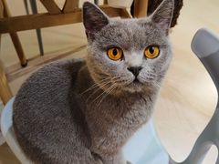 -豆逗聊愈猫阁Easy Life