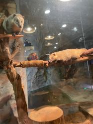 点击看大图 -Zoolung Zoolung动物主题公园(海信广场店)