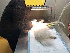 -瑞鹏瑞爱宠物医院·全科·猫科·血液透析中心(龙头寺店)