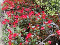 -庐山风景区花径公园