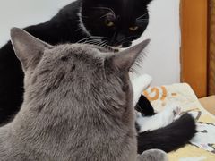 -是阿柴呀！柴犬咖啡·爱喵喵猫咖