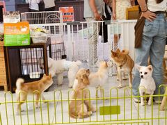 -柴犬小屋·柴餐厅·狗咖食堂(金鼎广场店)