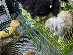 -中环花鸟鱼虫市场