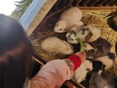 -藦茜花园宠物主题亲子互动体验馆(国顺东路店)