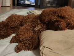 -艾贝尔宠物诊疗