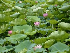 -荔湾湖公园