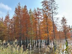 -白鹭湾湿地公园