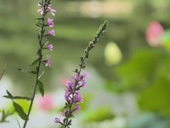 -木塔寺遗址生态公园