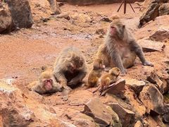 -昆明动物园