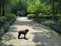 -杭州半山国家森林公园