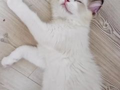 -纳吉亚猫专科动物诊疗中心(蒋宅口分院)