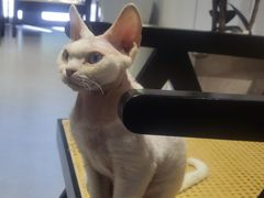 -琪喵猫屋·撸猫猫咖·猫舍