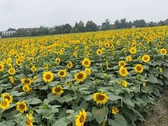 -郫都区农科村景区