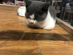 -狗道宠物(常熟印象城店)