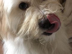 -安安宠医宠物医院·异宠·犬猫内科(岳阳分院)