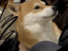 -逗柴咖啡屋·狗咖猫咖宠物桌游