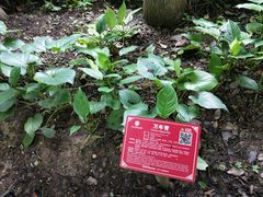 -广西壮族自治区药用植物园