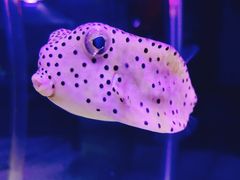 -太平洋海底世界