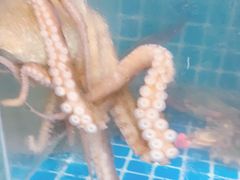 -宾朋海鲜特色美食餐厅·纯手工鲅鱼水饺(兴海路店)